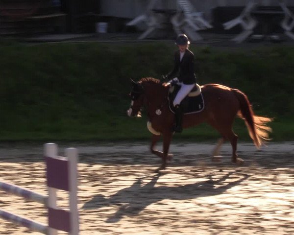 Reitturnier Viersen-Dülken 2023