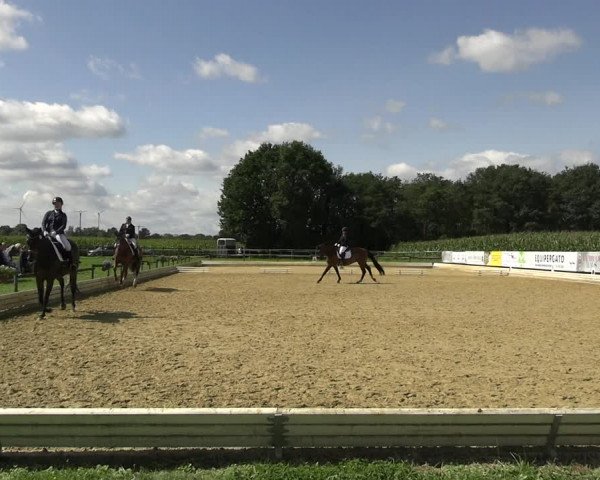 Reitturnier Ostbevern 2023