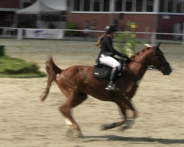 Reitturnier Werne 2023