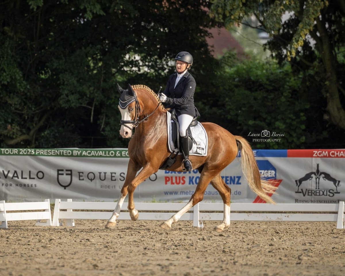 Cavallo da Dressage Destiny of The White Face J (Pony da Sella Tedesco, 2017, di FS Don't Worry)