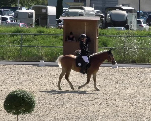 Reitturnier Werdenberg 2023