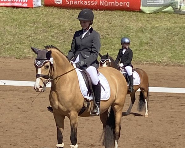 Dressurpferd Cute Miss Molly (Deutsches Reitpony, 2013, von FS Champion de Luxe)