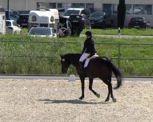 Reitturnier Werdenberg 2023