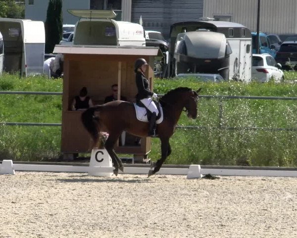 Reitturnier Werdenberg 2023