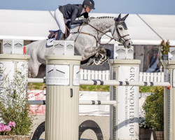 jumper Indiana Jones (KWPN (Royal Dutch Sporthorse), 2013, from Zorro)