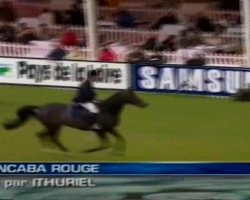 broodmare Grive Rouge (Selle Français, 1994, from Papillon Rouge)