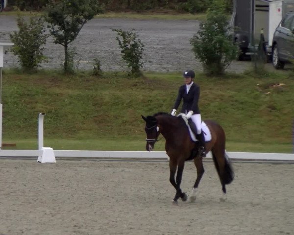 Reitturnier Bülach 2023