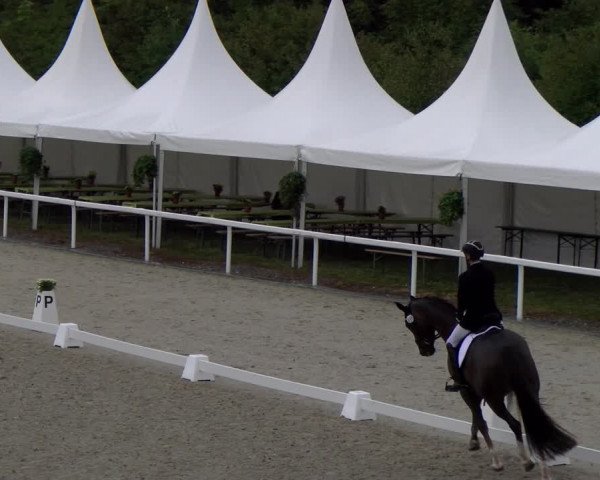 Reitturnier Bülach 2023