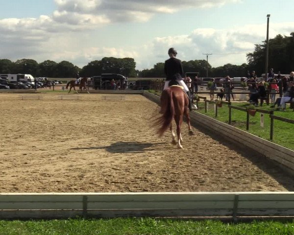 Reitturnier Ostbevern 2023