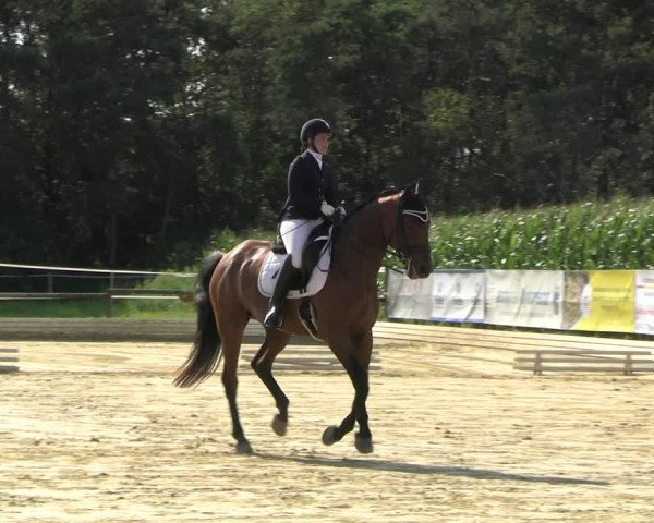 Reitturnier Ostbevern 2023