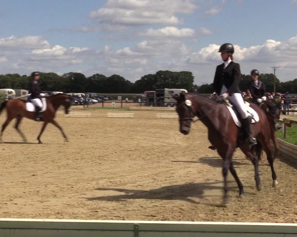 Reitturnier Ostbevern 2023