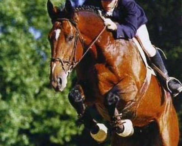stallion Daltone Mouche (Selle Français, 1991, from Type D'Elle)