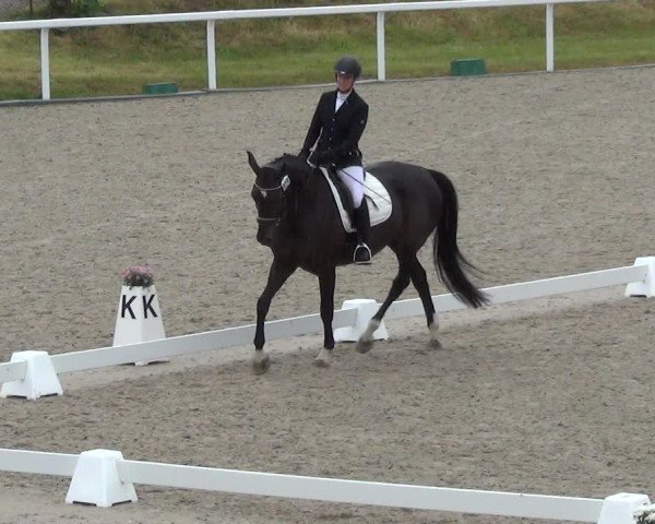 Reitturnier Bülach 2023