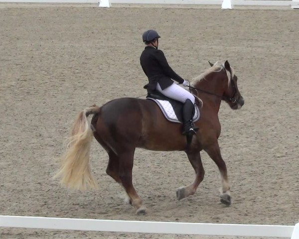 Reitturnier Bülach 2023