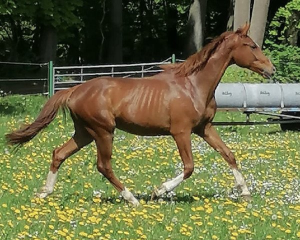 Pferd Be Smart (Oldenburger, 2020, von Blue Hors Baron)