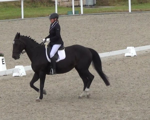 Reitturnier Bülach 2023