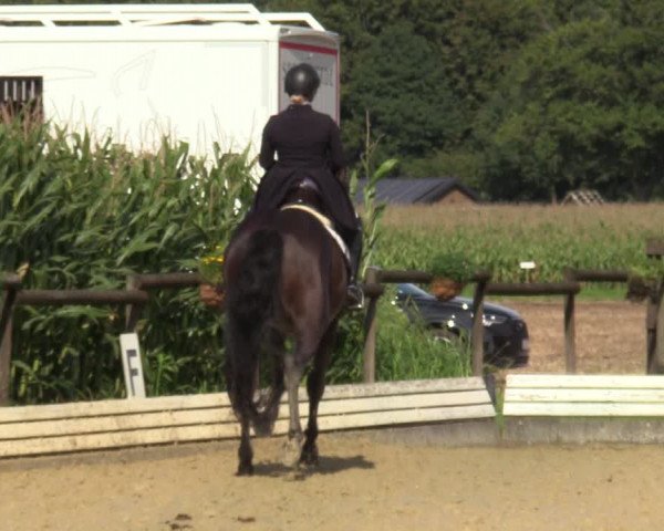 Reitturnier Ostbevern 2023