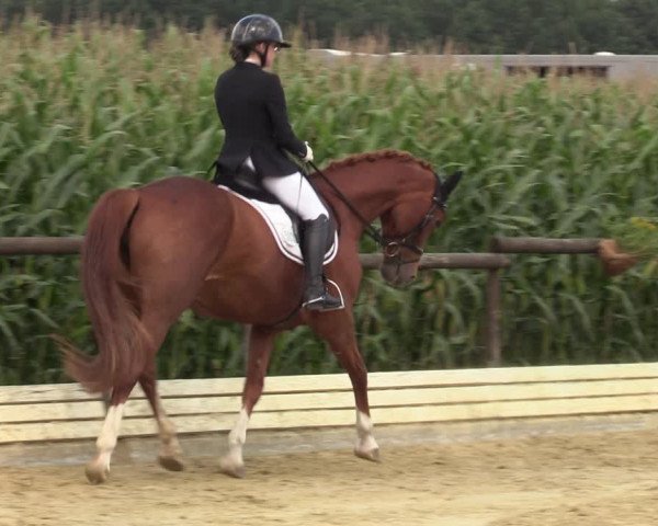 Reitturnier Ostbevern 2023
