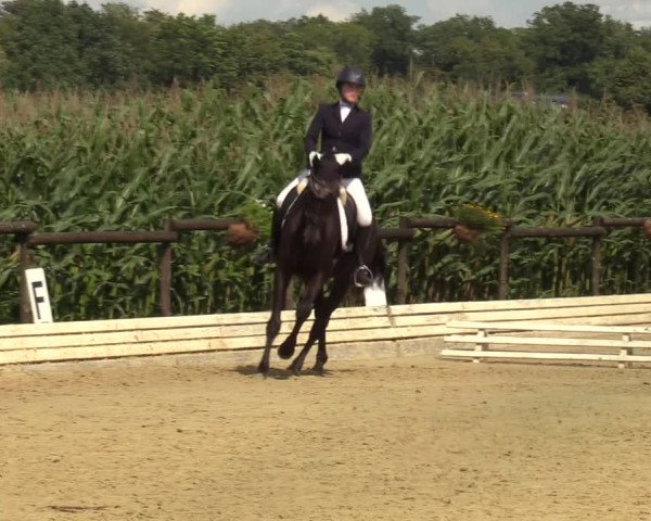 Reitturnier Ostbevern 2023
