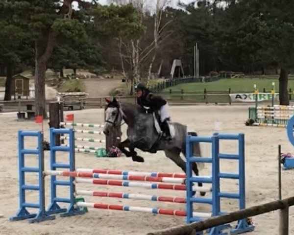 horse Chanel Hautegrange (Selle Français, 2012, from Norton d'Eole)