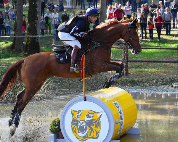 horse Bordeaux'Jac (Selle Français, 2011, from Norton d'Eole)