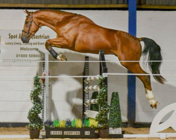 stallion ASHDALE GOLDSTAR (anglo european sporthorse, 2016, from Big Star)