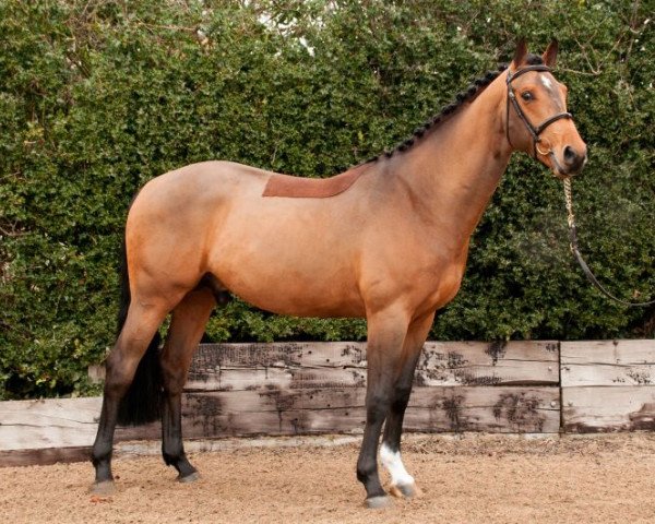 stallion Ashdale Legend (anglo european sporthorse, 2013, from Luidam)