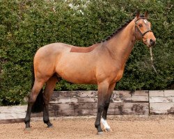 stallion Ashdale Legend (anglo european sporthorse, 2013, from Luidam)