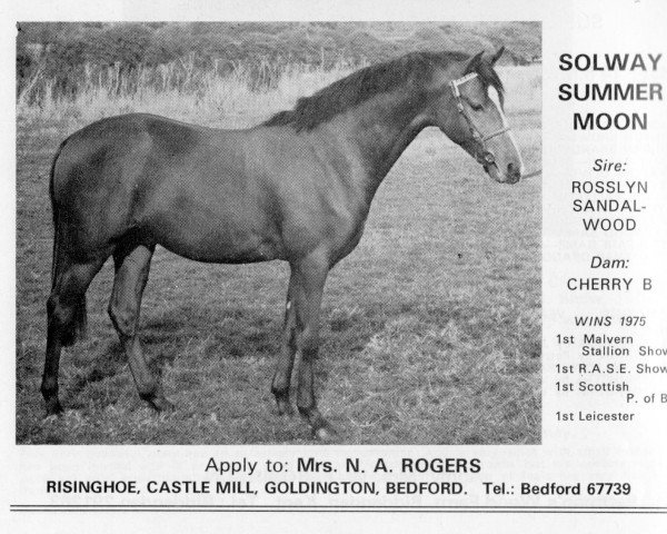 horse Solway Summer Moon (British Riding Pony, 1969, from Rosslyn Sandalwood)