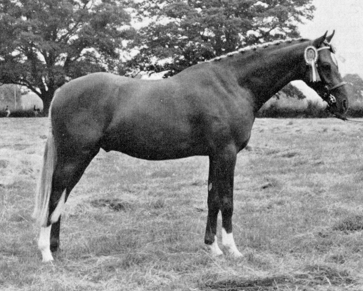 stallion Oakley (C) Bubbling Spring (British Riding Pony, 1966, from Bwlch Valentino)