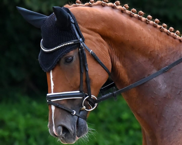 dressage horse Like Fire 3 (Hanoverian, 2017, from Londontime)