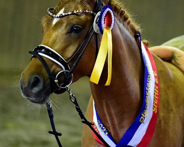 Zuchtstute Petit Hope and Destiny (Deutsches Reitpony, 2020, von Gabalier)