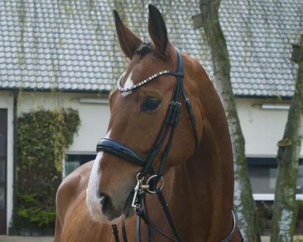 dressage horse Fiodoro (Rhinelander, 2017, from Foundation 2)