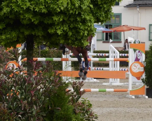 Reitturnier St.Wendel, Gestüt Welvert 2023