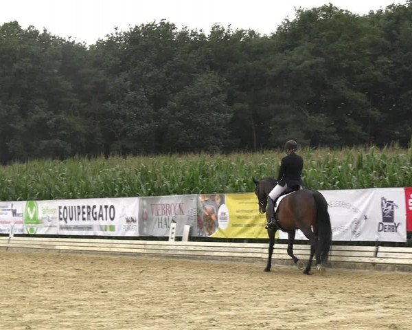 Reitturnier Ostbevern 2023