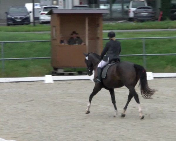 Reitturnier Werdenberg 2023