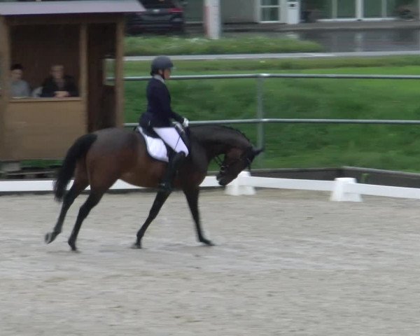 Reitturnier Werdenberg 2023