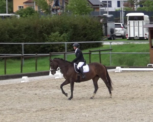 Reitturnier Werdenberg 2023