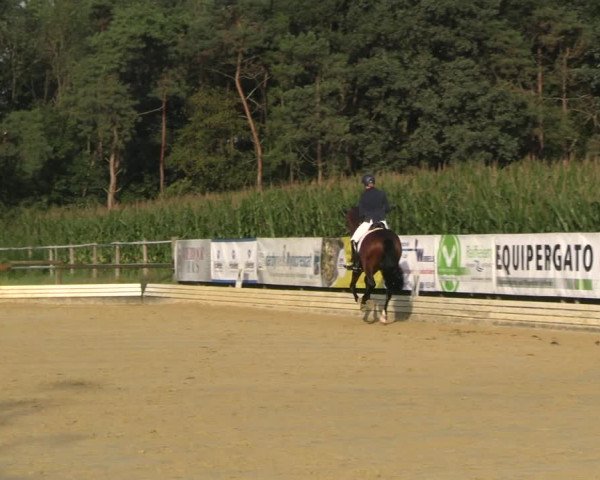 Reitturnier Ostbevern 2023
