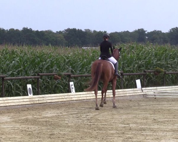 Reitturnier Ostbevern 2023