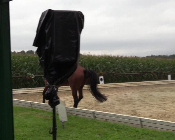 Reitturnier Ostbevern 2023