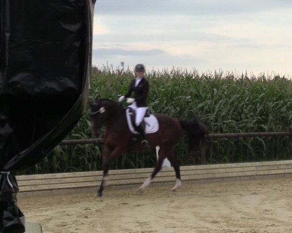 Reitturnier Ostbevern 2023