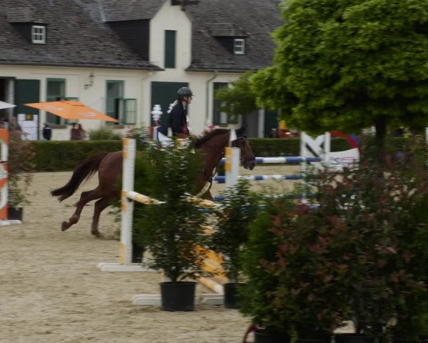 Reitturnier St.Wendel, Gestüt Welvert 2023
