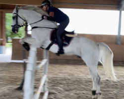 jumper Cornet's Chilli Vanilli (Oldenburg show jumper, 2009, from Cornet's Stern)