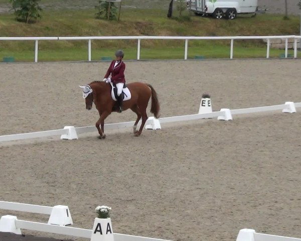 Reitturnier Bülach 2023
