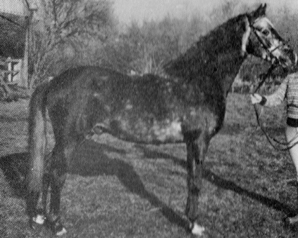 horse Chinook Fairytale (British Riding Pony, 1977, from Chinook Wayfarer) horse Chinook Fairytale (British Riding Pony, 1977, from Chinook Wayfarer)