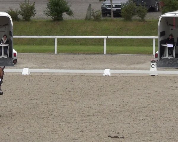 Reitturnier Bülach 2023