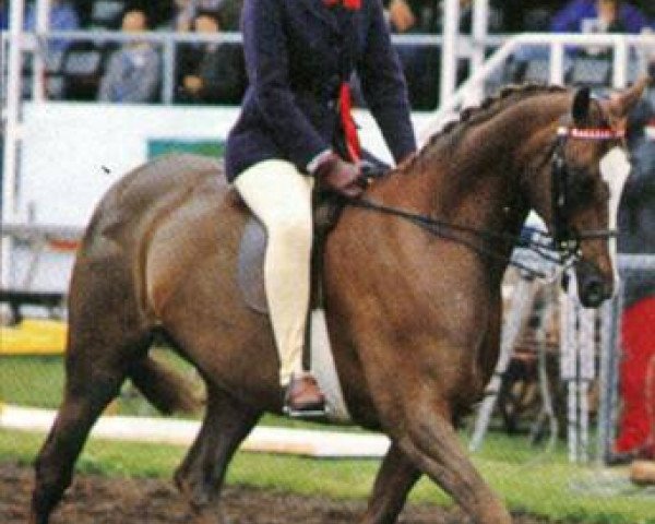 Zuchtstute Keston Rosetta (British Riding Pony, 1981, von Wingrove Minkino) Zuchtstute Keston Rosetta (British Riding Pony, 1981, von Wingrove Minkino)