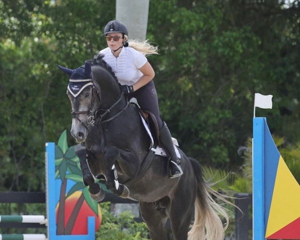 horse Big Kaiser (Westphalian, 2019, from Big Star)