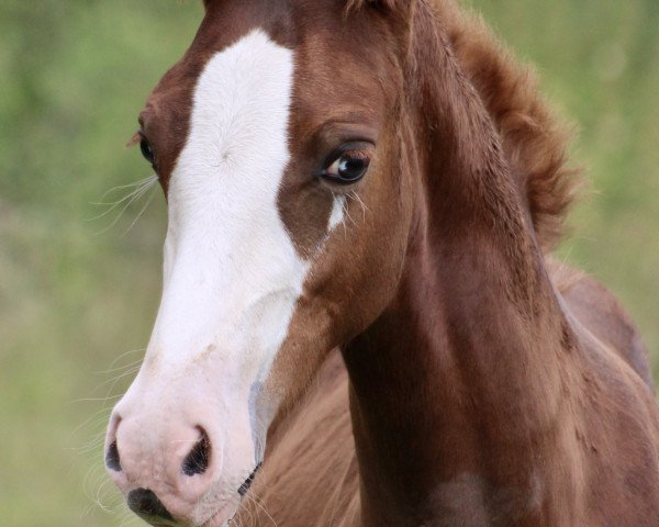 horse Heiligenbergs Königskind (German Riding Pony, 2023, from Heiligenbergs Karl der Große)